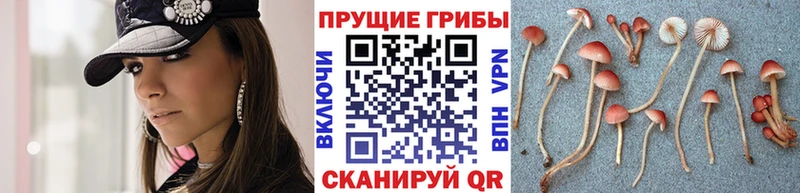 ссылка на мегу сайт  Плёс  Псилоцибиновые грибы Psilocybe 